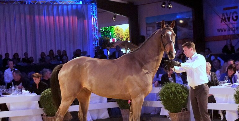 Holger Hetzel’s 15th International Sport Horse Sales: Halleluja secured the highest bid