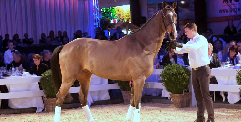 Holger Hetzel’s 15th International Sport Horse Sales: Halleluja secured the highest bid