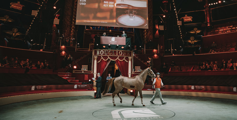 The Auction by Arqana “Yearlings & Performers” opens a new chapter in the sporthorse trade