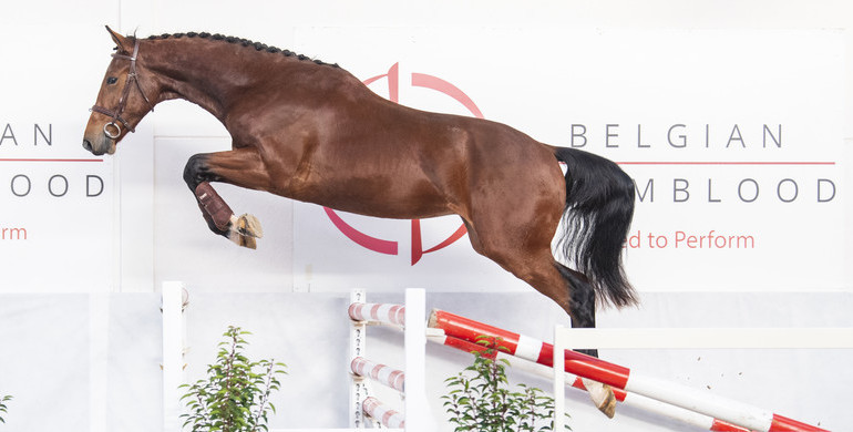 BWP Top Stallion Auction, a unique market place giving access to healthy and durable performance blood