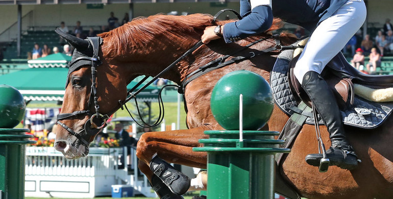 From youngster to international Grand Prix horse: Victorio Des Frotards