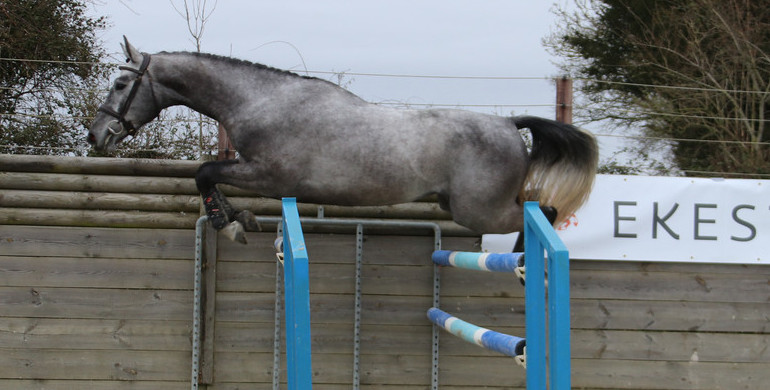 Ekestrian Elite Auction: Bring spring into your stables!