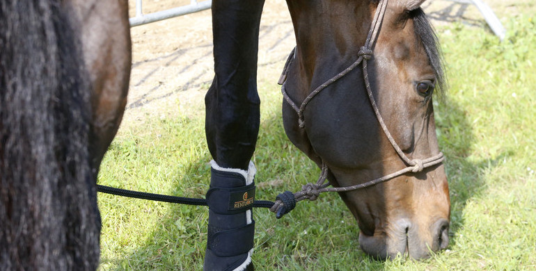 IJRC News: Focus on the review of the FEI Anti-Doping Rules
