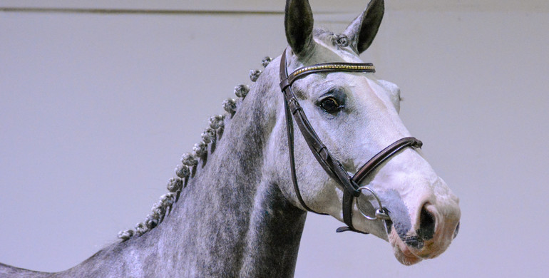 The Billy Stud Spring Auction in association with Equine America