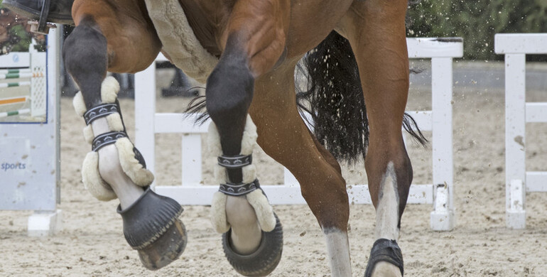 FEI enhances horse traceability in EHV-1 Return To Competition measures