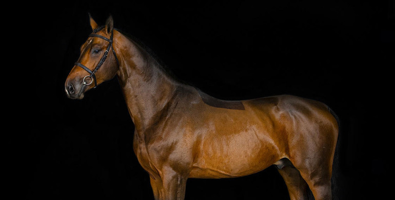 International success for the first edition of The Collection