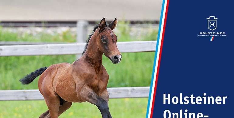 Holsteiner Verband Online Foal Auction Sale: International blood from Holstein‘s best mare families