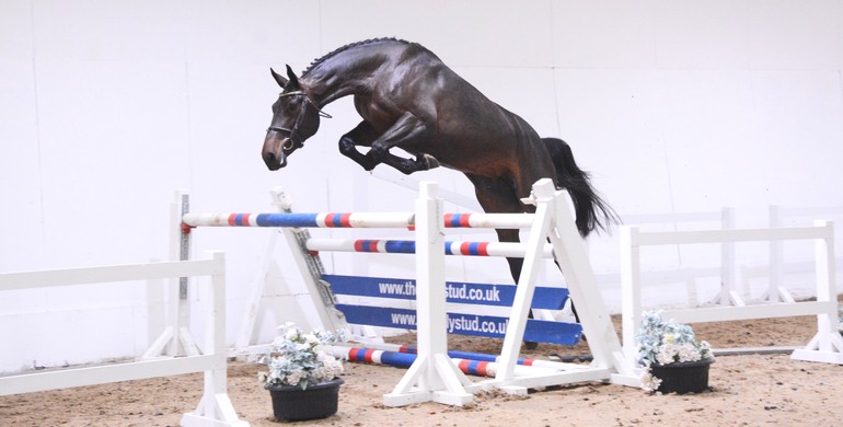 The Billy Stud Spring Online Auction draws international interest to the UK