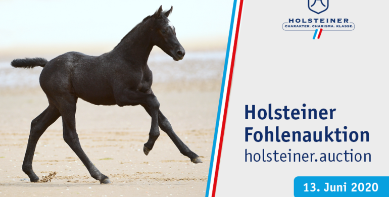 Stars of tomorrow with Holsteiner roots – Holsteiner Foal Auction Sale
