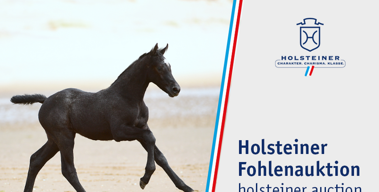 Stars of tomorrow with Holsteiner roots – Holsteiner Foal Auction Sale