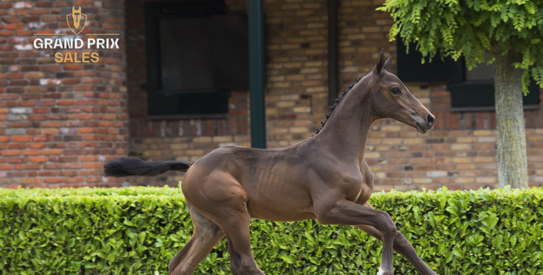 Top-class foals related to CSI5* Grand Prix Horses in collection Grand Prix Sales