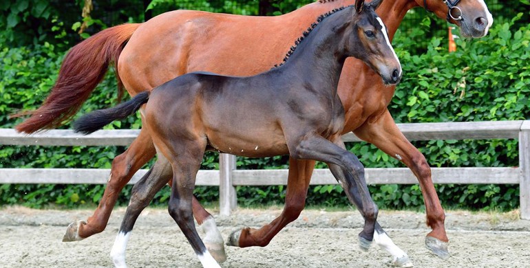 Flanders Foal Auction goes live on Saturday