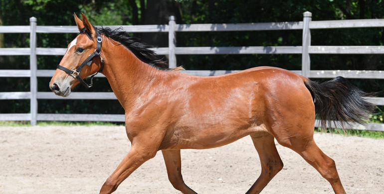 Exclusive Online Euro Horse Auction