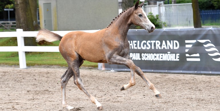 The future of equestrian sport begins now: The 2nd Helgstrand-Schockemöhle International Online Auction