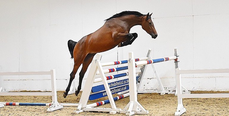 The Billy Stud Summer 3 Year Old Online Auction 31st July - 2nd August