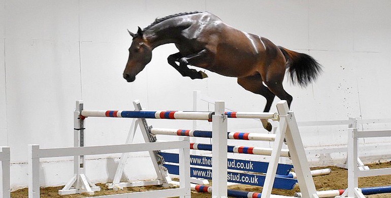 The Billy Stud Summer 3 Year Old Online Auction - Tonight at 8pm (GMT)