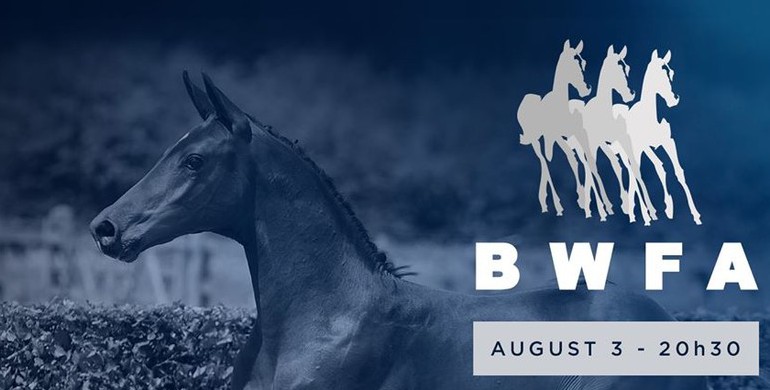 BWFA invites you to its online live auction of foals, embryos and youngsters