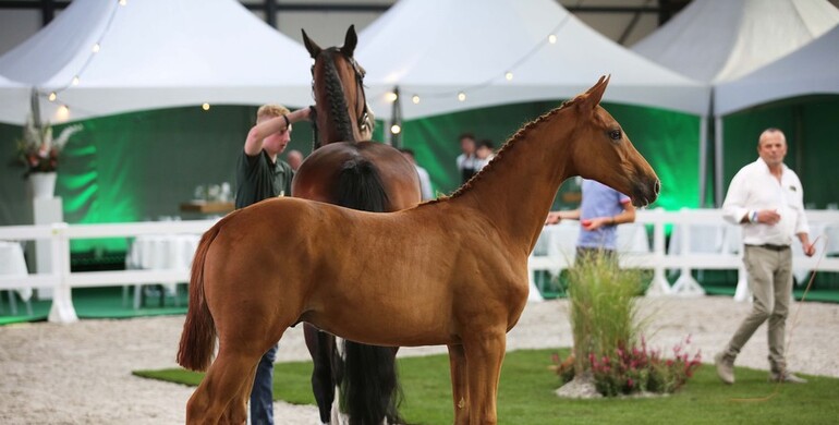 Catch Me If You Can’s half-brother sold to Paul Schockemöhle for 68,000 Euro