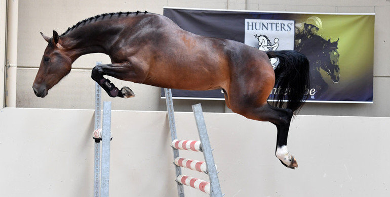 Hunters Studfarm is auctioning its horses!