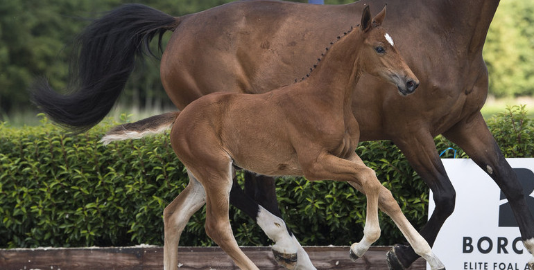 Elite Foal Auction Borculo selects for sport and performance