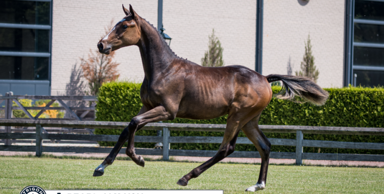 Trigon Auctions Group 2, more fillies, same expertise