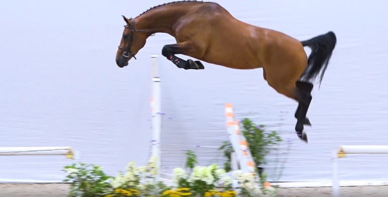 Outstanding dam-lines combined with the best stallions in first KWPN 3-Years-Old Auction