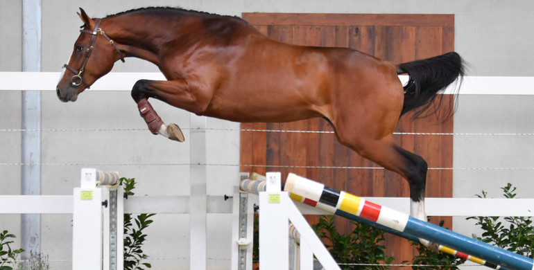 Top quality at the second edition of Horse Auction Belgium 2020