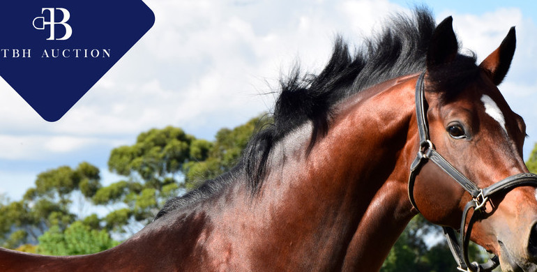 TBH Auction presents its first auction at the Élevage de Riverland on August 22nd