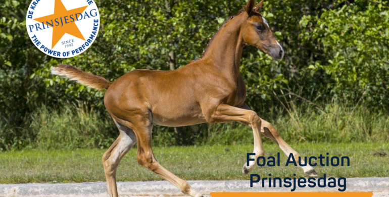 Brilliant collection for live auction of Foal Auction Prinsjesdag