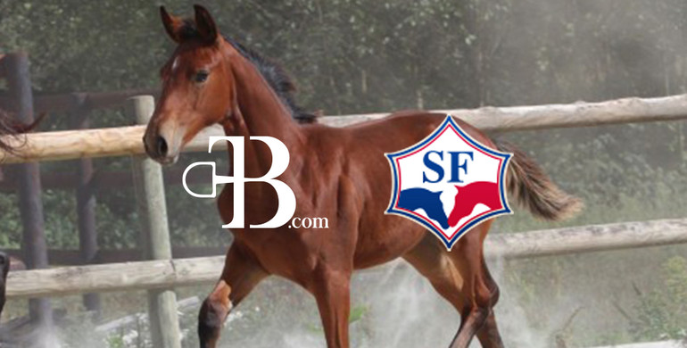 The Selle Francais stud-book partners with The Best Horses for its upcoming auctions