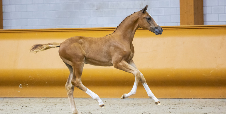 Invest in the future in the Limburg Foal Auction
