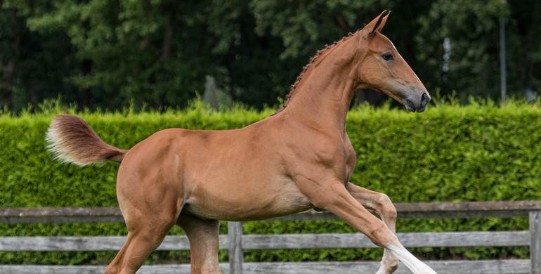 Trigon Auction launches the final two collections of the 2020 foal season