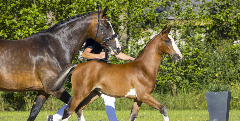 One week to go until Foal Auction Prinsjesdag