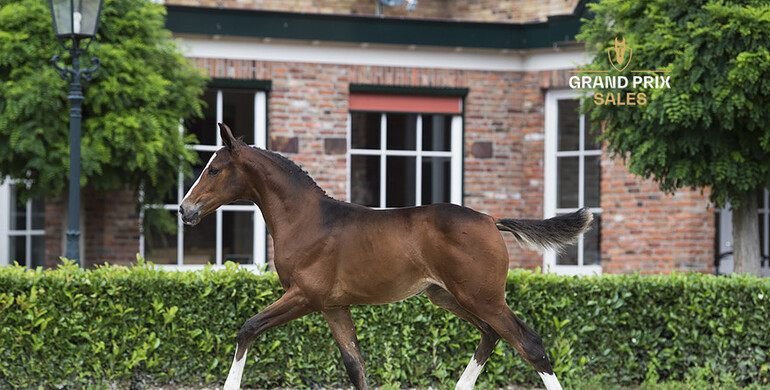 Grand Prix Sales 3.0: Outstanding collection of 8 jumping foals with actual sport close by!