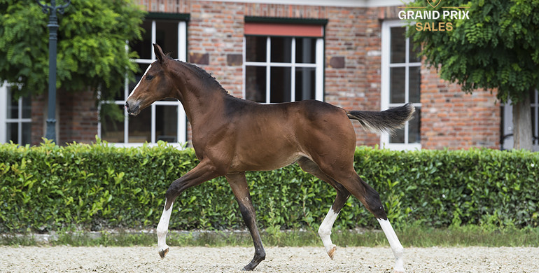 Grand Prix Sales 3.0: Outstanding collection of 8 jumping foals with actual sport close by!