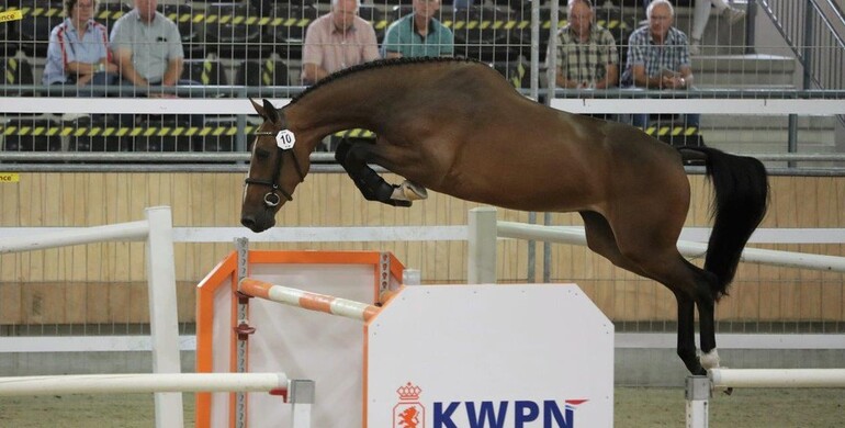 Trigon Auctions: Dutch 3-year-old champion and last foals of the season in Group 2