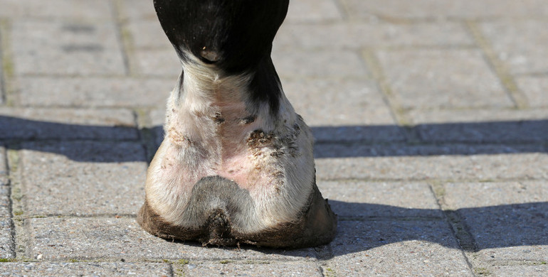 GoPro – part seven: Tips & tricks on mud fever from the world’s best grooms