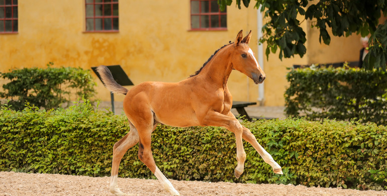 SWB goes digital with first ever Online Elite Showjumping Foal Auction