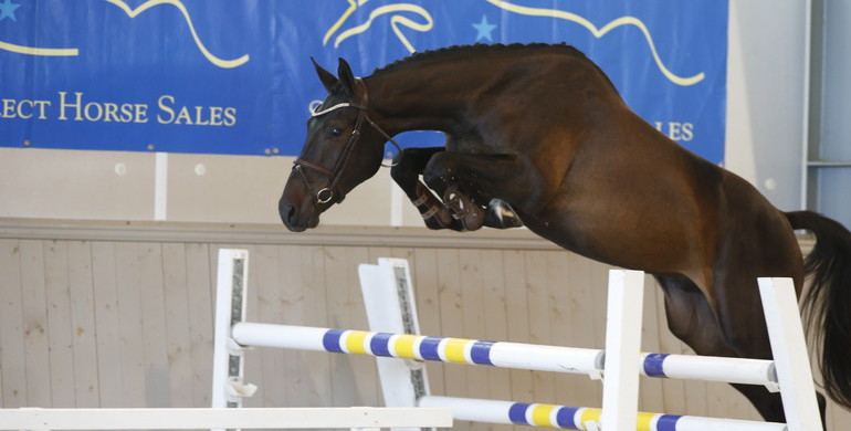Swedish Select Horse Sales proudly presents their first online auction