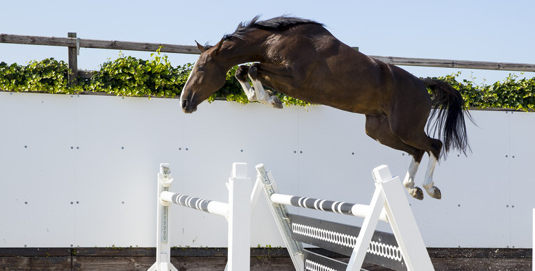Bidding at Youhorse.auction going full ahead