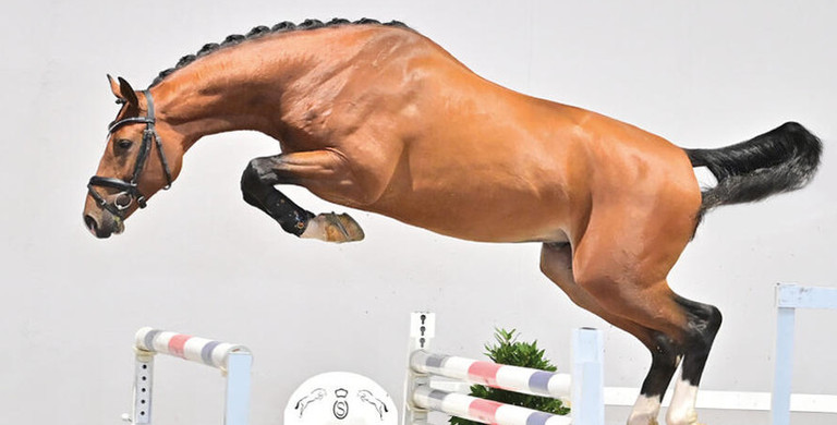 Oldenburg Stallion Auction – Bid now