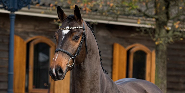 Bidding opened for Trigon Auctions' collection of 3-year-old horses