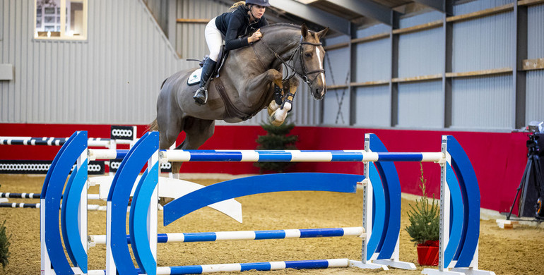 Stunning Christmas collection of Youhorse.auction