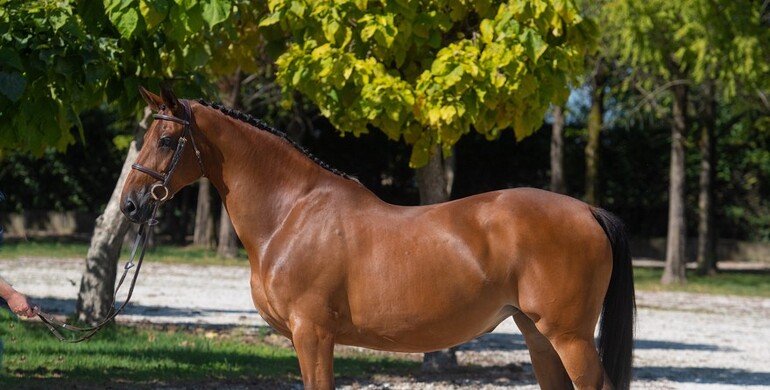 570,000 Euro for Gatoucha van 't Roosakker at Luc Henry’s Stud Hero Total & Unique Auction