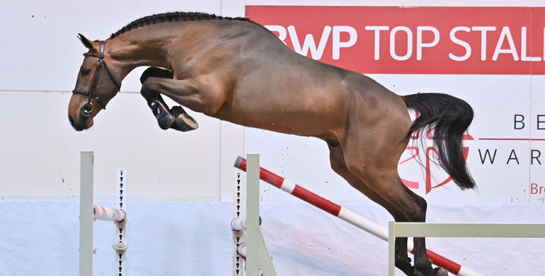 BWP Top Stallion Auction: A unique opportunity to invest in healthy, exclusive performance blood