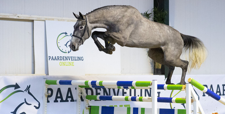 Bidding has started at Paardenveilingonline.com. Take your chance now!