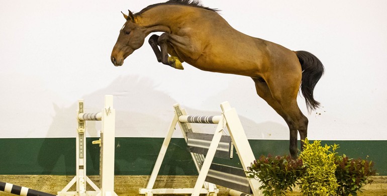 Youhorse.auction: Rough diamonds and trained youngsters