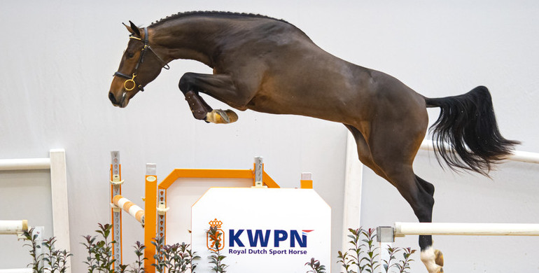 From Olympic genes to World Champions, the KWPN Select Sale has it all!