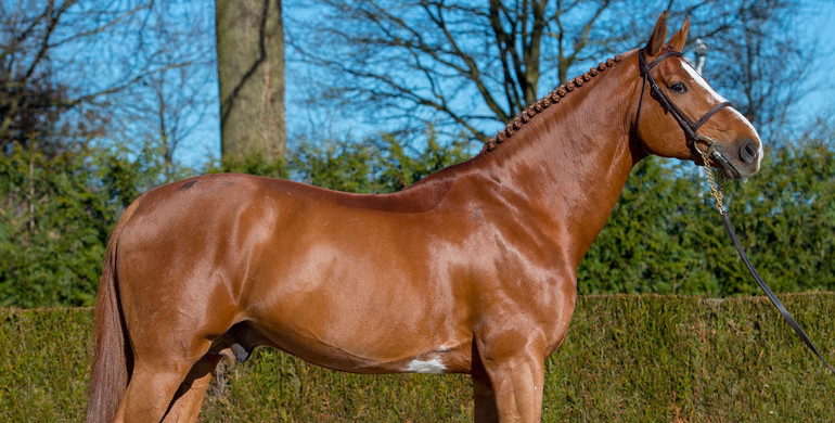 Eurohorse breeding stallions 2021: Caracas, Emerald, Don VHP Z – and more