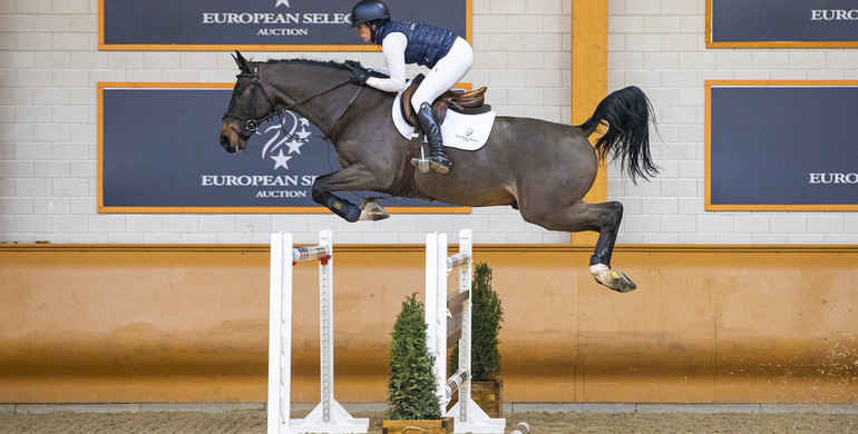 The European Select Auction brings horses to you